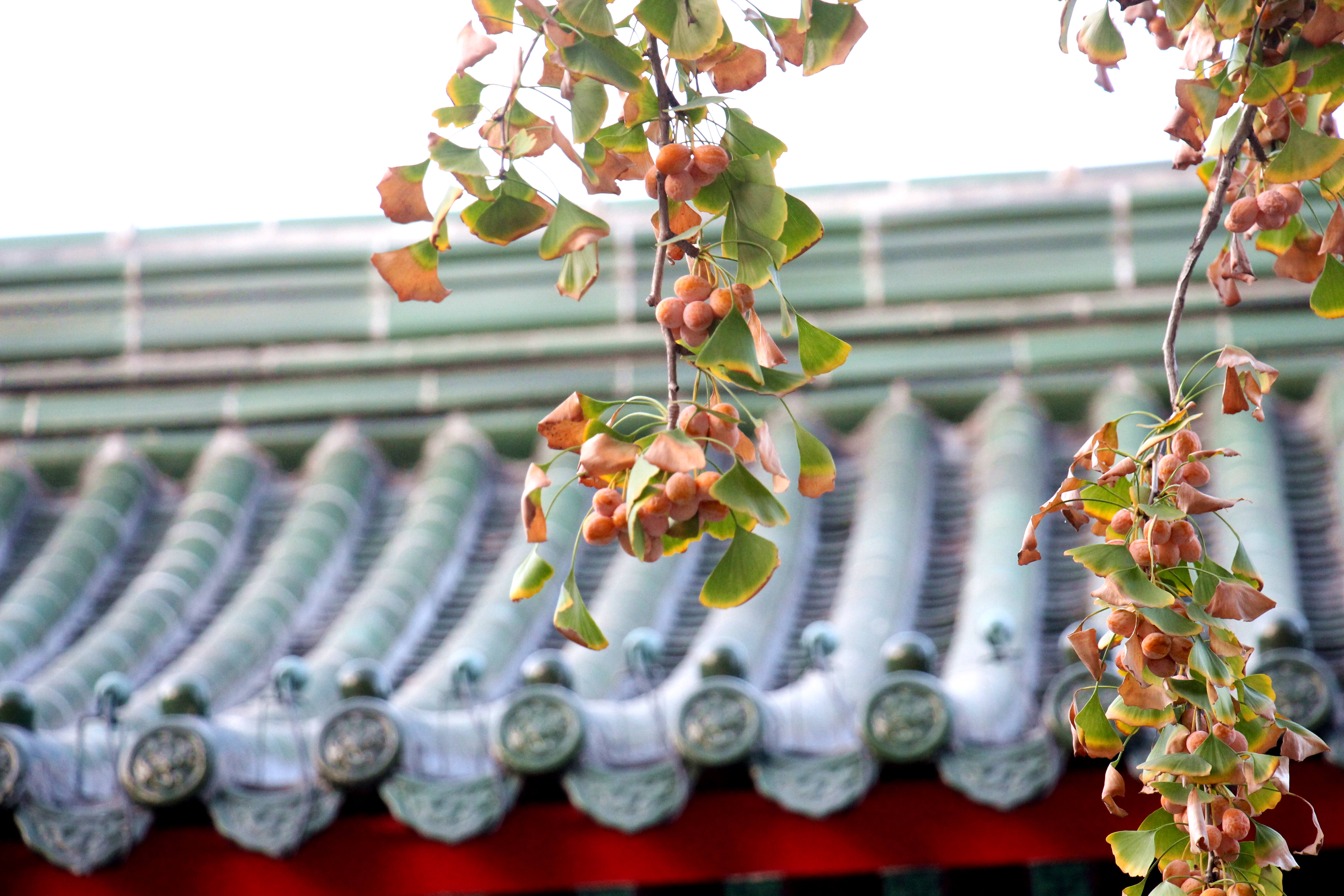 IMG_5742_副本.jpg?x-oss-process=style/watermark_jimo