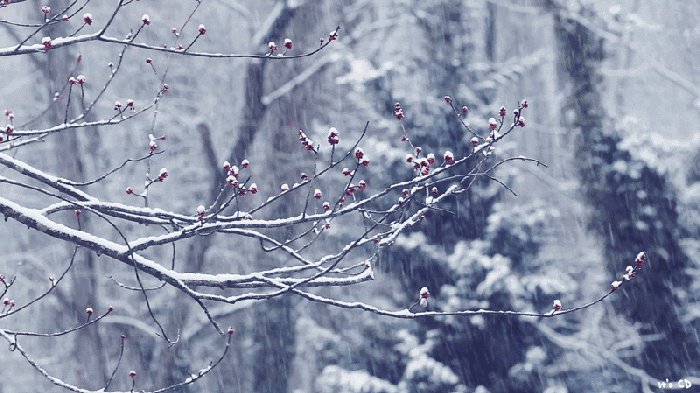 2.gif